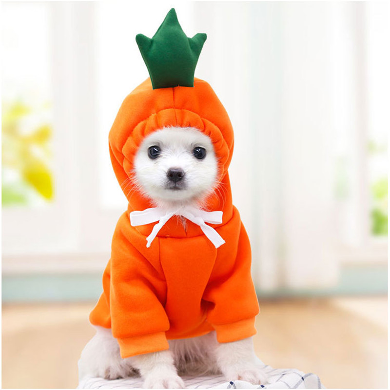 Pakaian Anjing Buah Lucu untuk - Winter Clothing Pictures ulasan dan harga