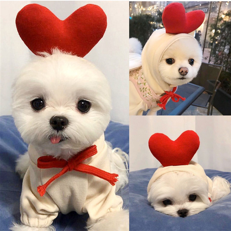 Pakaian Anjing Buah Lucu untuk - Winter Clothing Pictures ulasan dan harga